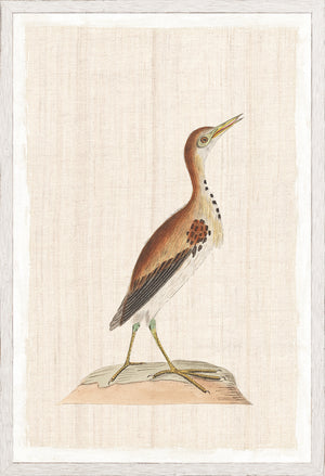 Watercolour Birds Pacific Gull C 1790 framed art print