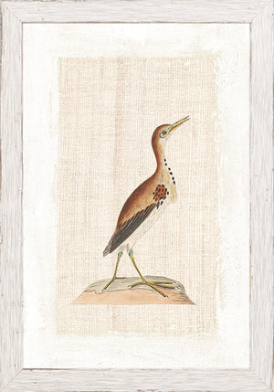 Watercolour Birds Pacific Gull C 1790 framed art print