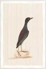 37,25 × 55,25 po
