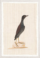 17,25 × 25,25 pouces