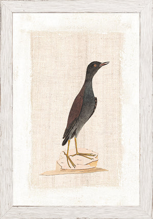Watercolour Birds Pacific Roller C 1790 framed art print
