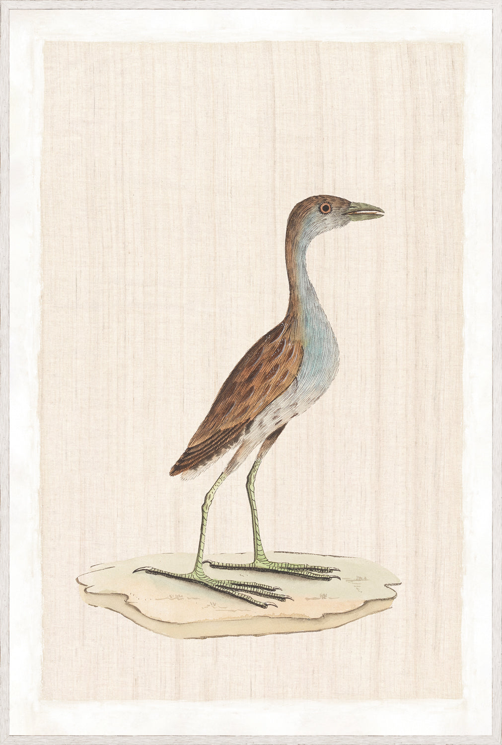 Watercolour Birds – Sanderling Plover C. 1790, detailed illustration of a plover on a textured background.