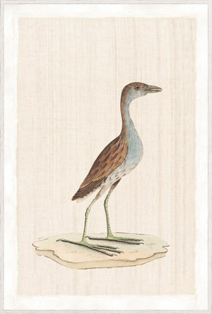 Watercolour Birds – Sanderling Plover C. 1790, detailed illustration of a plover on a textured background.