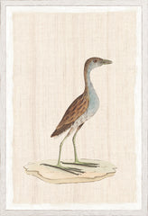 17,25 × 25,25 pouces