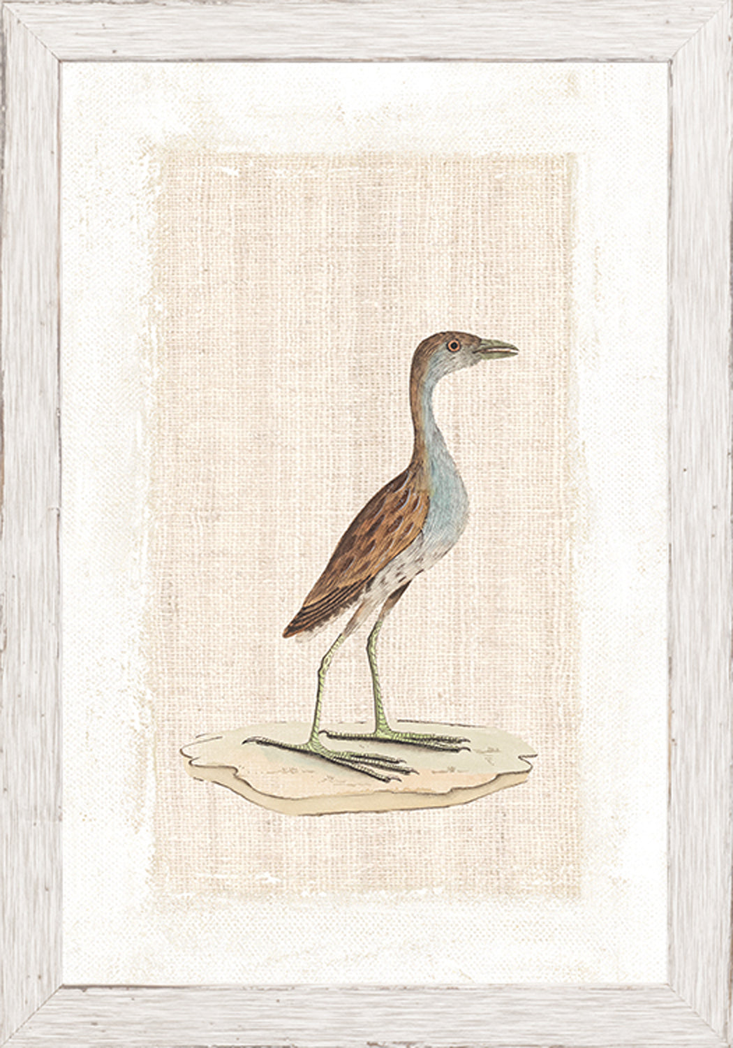 Watercolour Birds Sanderling Plover C 1790 framed art print