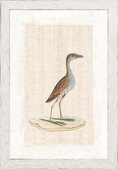 7 × 10 po