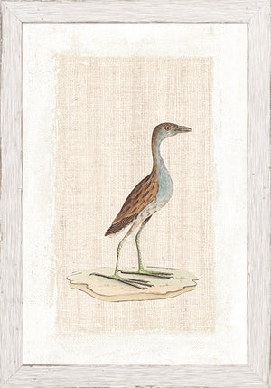 Watercolour Birds Sanderling Plover C 1790 framed art print