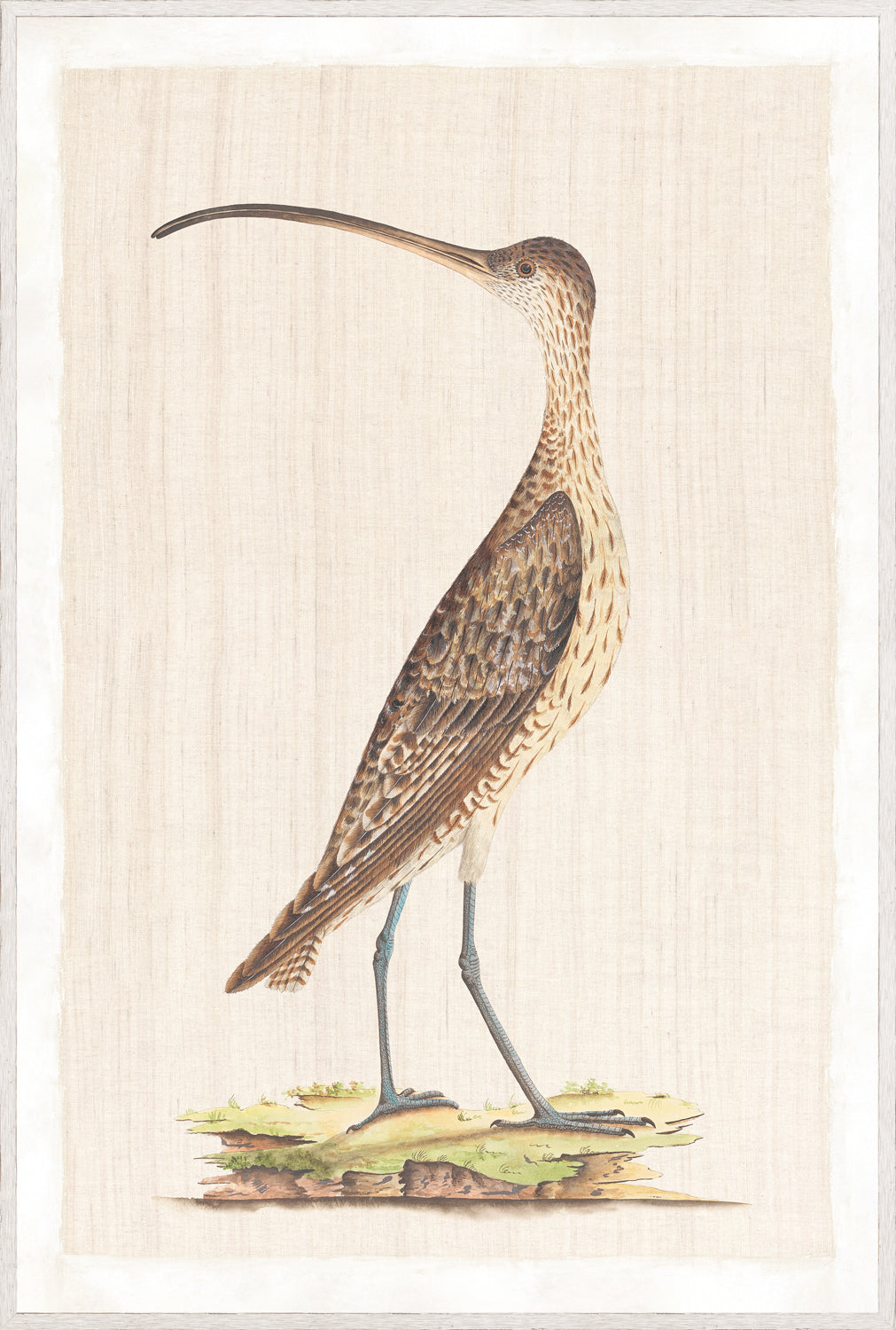 Watercolour Birds – Scarlet Honeyeater C. 1790, detailed illustration of a bird on a light background.