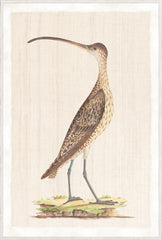 37,25 × 55,25 po
