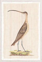 17,25 × 25,25 pouces