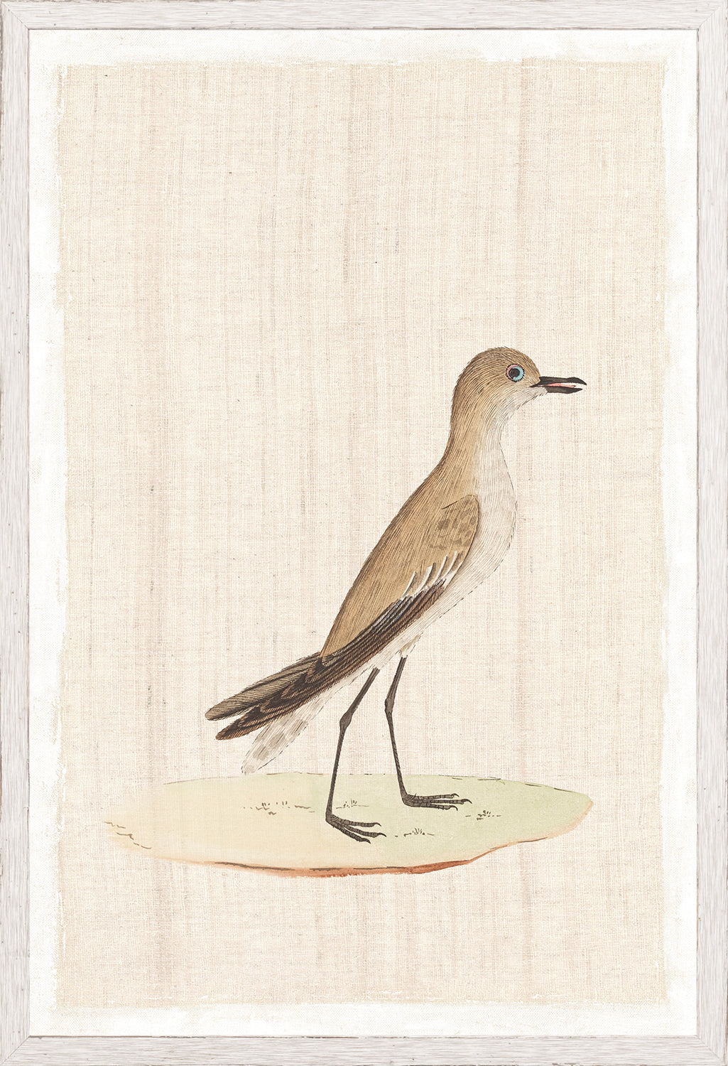 Watercolour Birds Slender Billed Creeper C 1790 framed art print