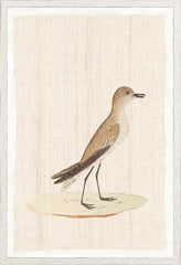 17,25 × 25,25 pouces