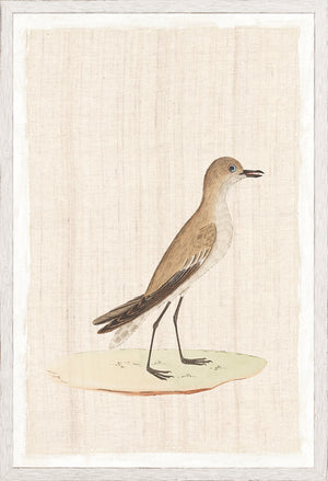 Watercolour Birds Slender Billed Creeper C 1790 framed art print