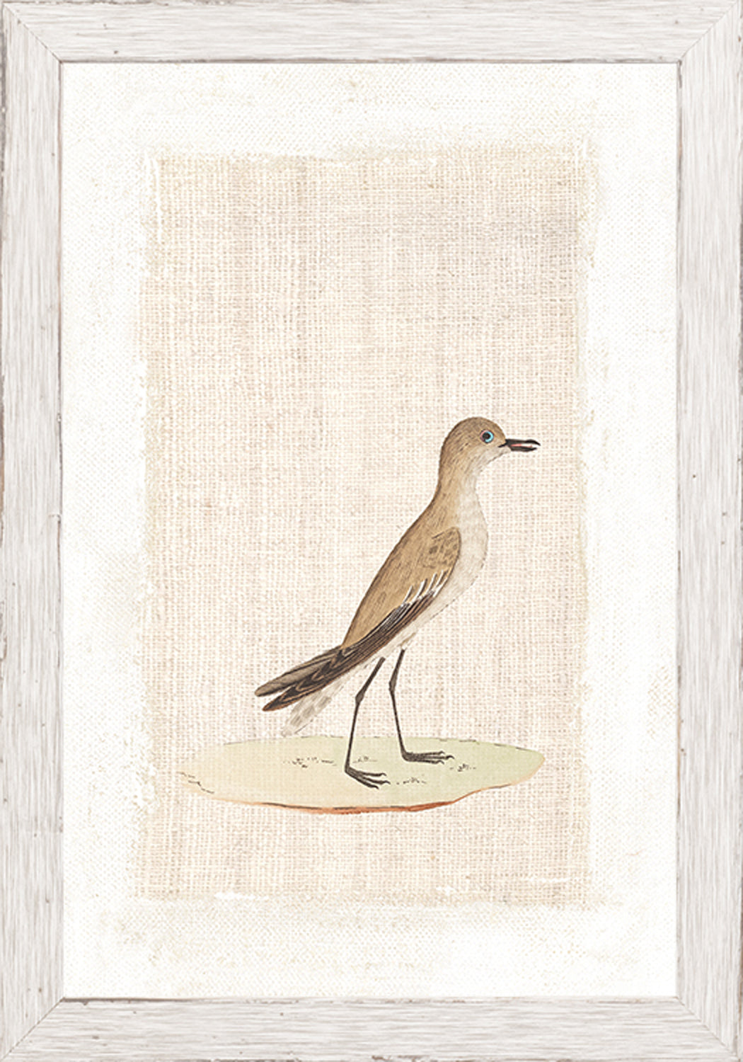 Watercolour Birds Slender Billed Creeper C 1790 framed art print