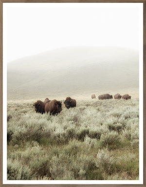 Sagebrush Hills – I wall art featuring bison in a foggy landscape with sagebrush