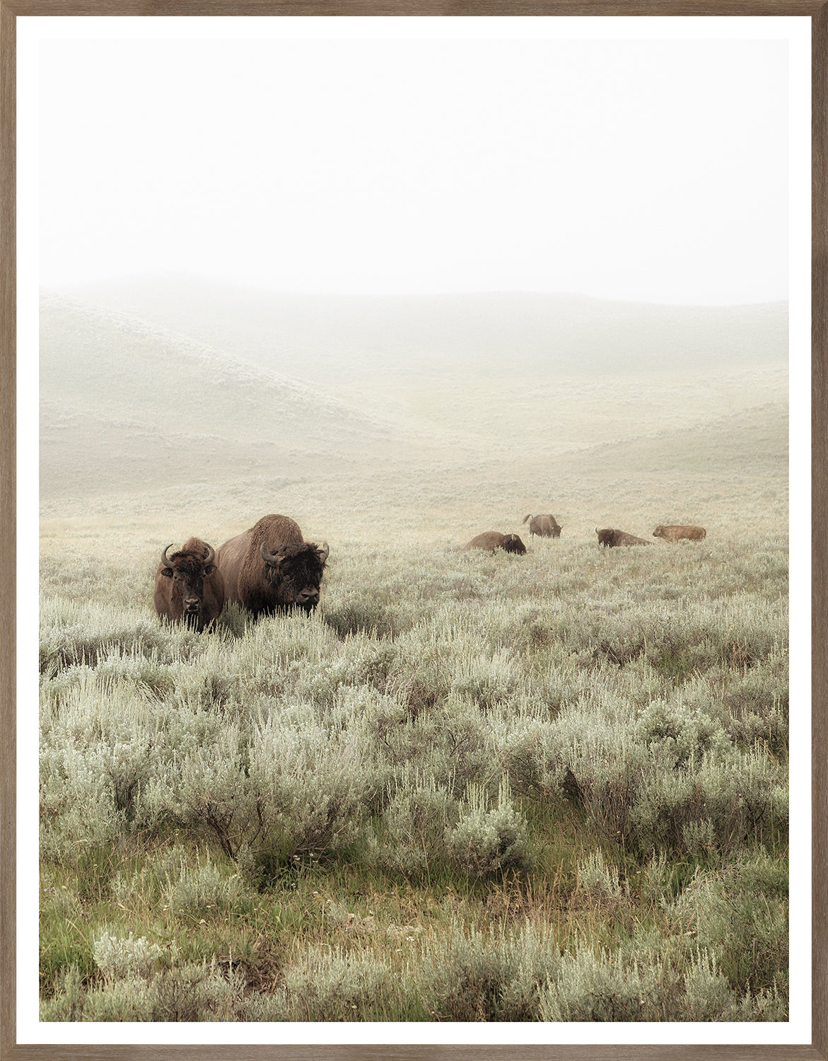 Sagebrush Hills – II wall art featuring bison in a misty landscape with sagebrush.