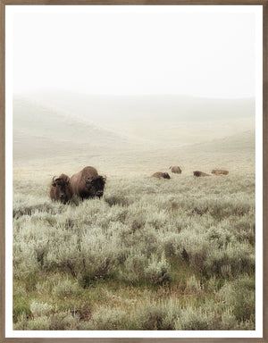 Sagebrush Hills – II wall art featuring bison in a misty landscape with sagebrush.