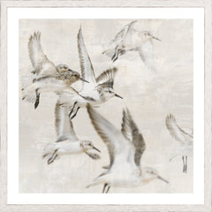 17 × 17 po