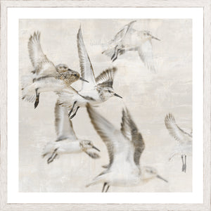 Sand Piper Detail I framed art print