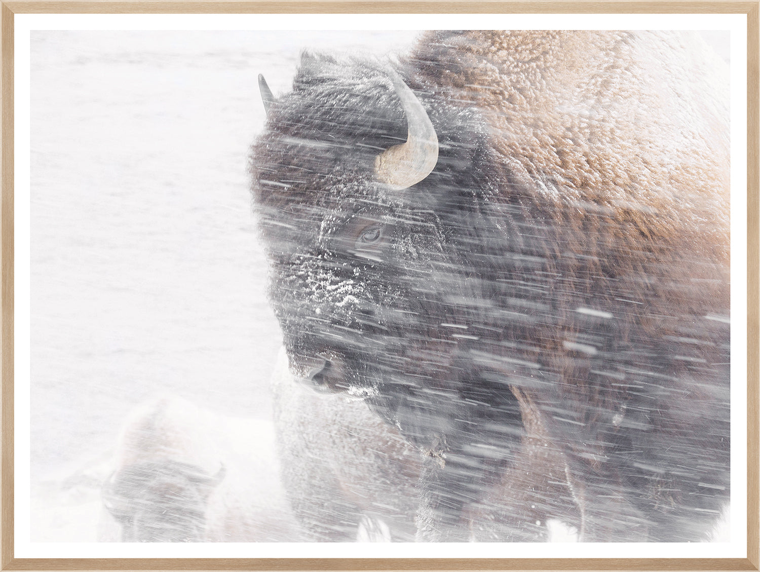 Snow Squall wall art featuring a bison in a snowstorm, soft colors, framed in light wood.
