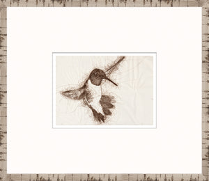 Nature Sketch – Hummingbird II — nature and landscape fine art print in neutral tones at Laurie Yapp Home