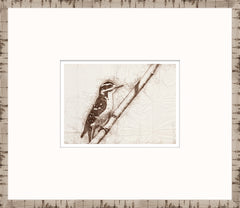 15 × 13 po – Encadré sous verre