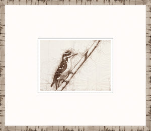 Nature Sketch – Woodpecker I — nature and landscape fine art print in neutral tones at Laurie Yapp Home