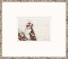 15 × 13 po – Encadré sous verre