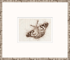 15 × 13 po – Encadré sous verre