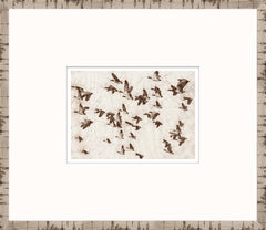 15 × 13 po – Encadré sous verre