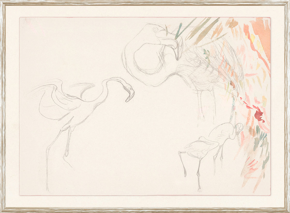 Collection 24 Flamingo Graphite Study