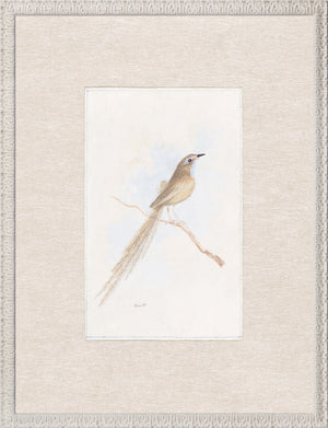 Collection 24 Songbird