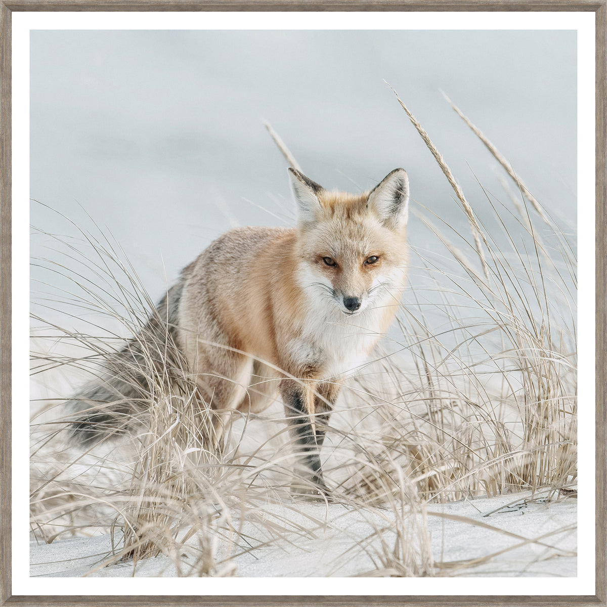 Fox on the Beach