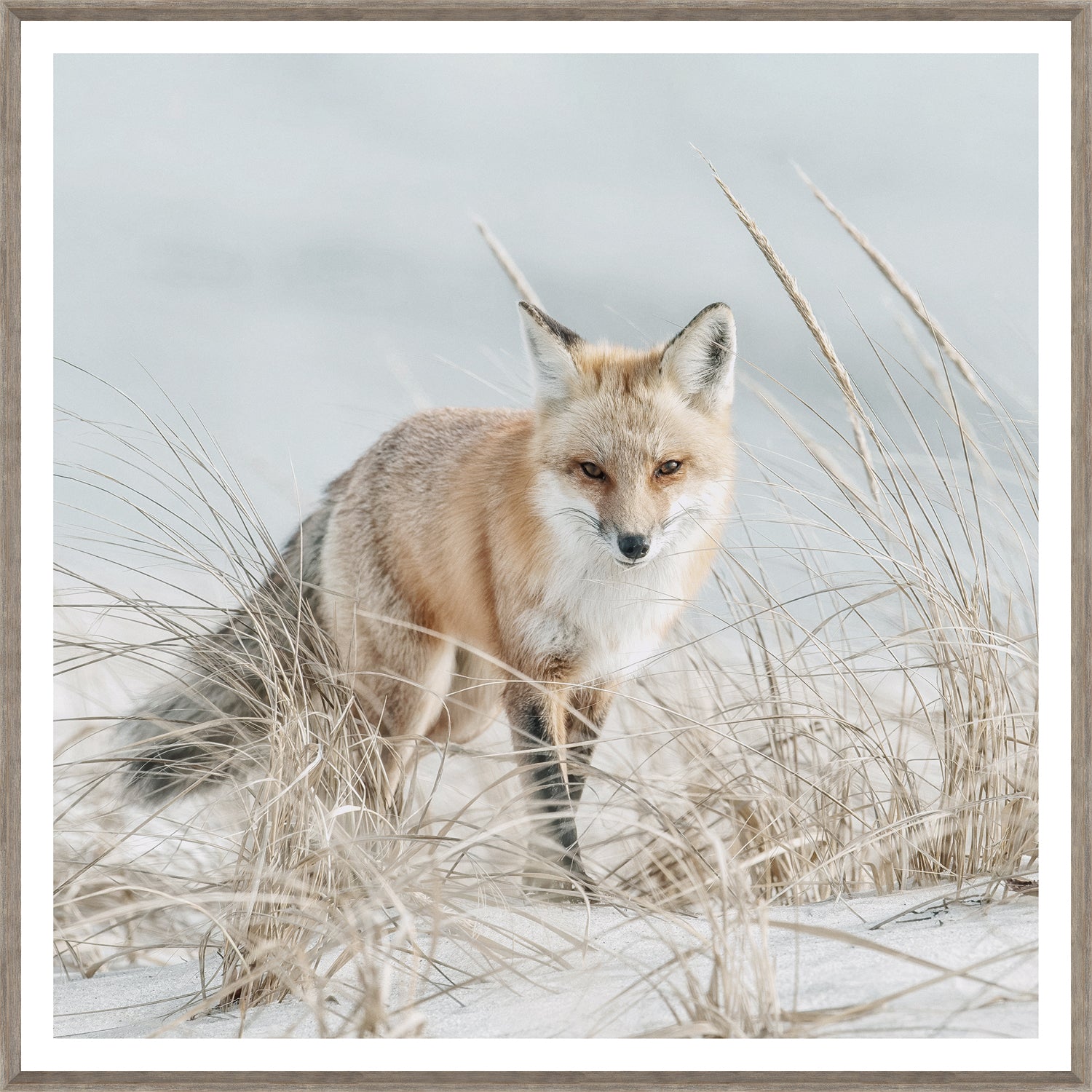 Fox on the Beach