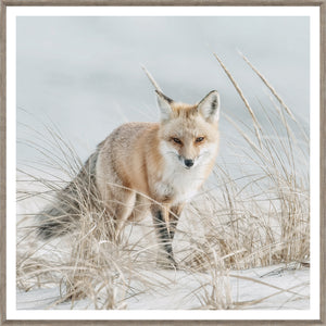 Fox on the Beach