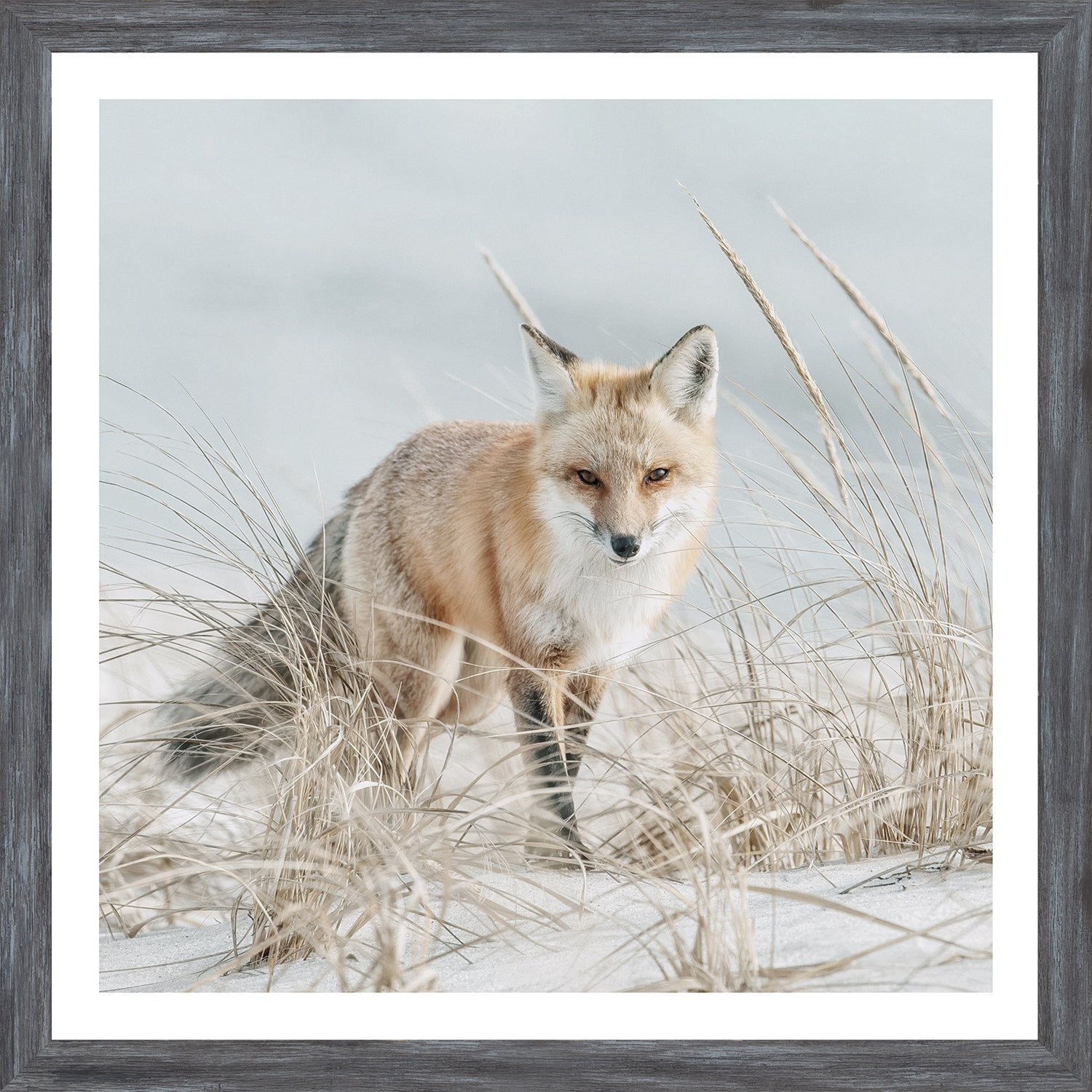 Fox on the Beach — nature and landscape fine art print in cool tones at Laurie Yapp Home