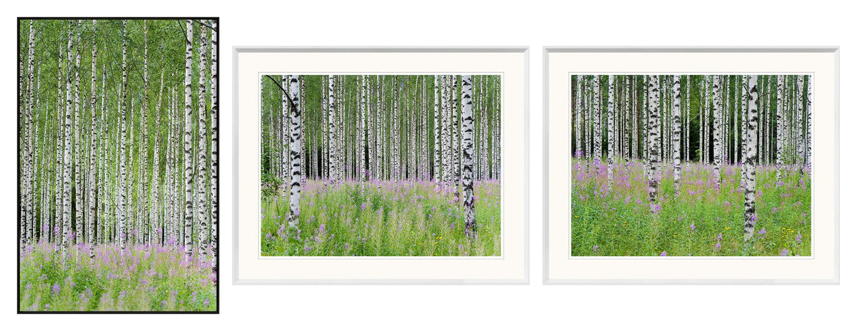 Aspens In Violet Trio Bundle