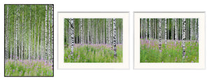 Aspens In Violet Trio Bundle