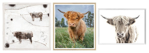 Highland Cattle Trio Bundle