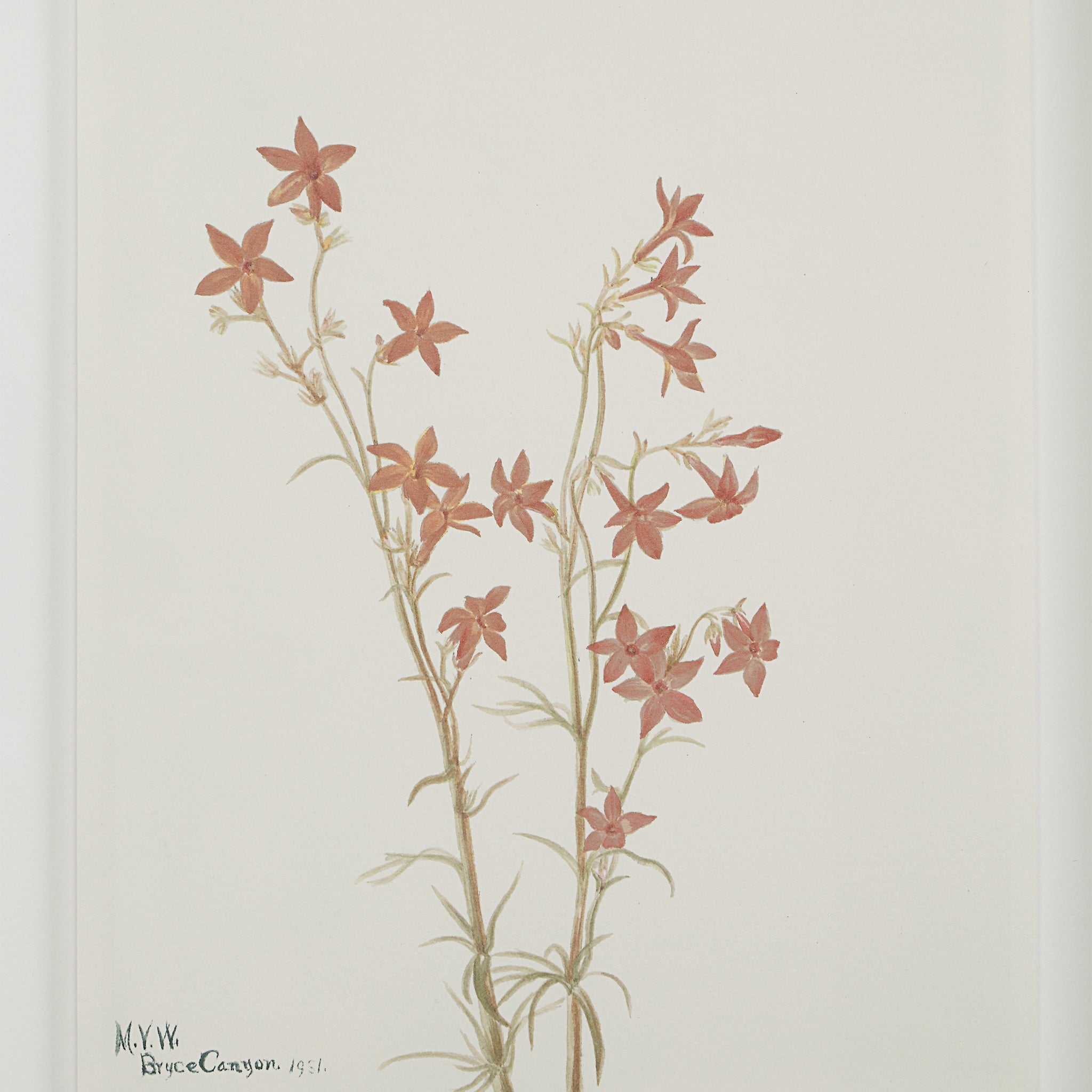 Crema canvas art showcasing red flowers with green stems on a white background, signed by the artist.