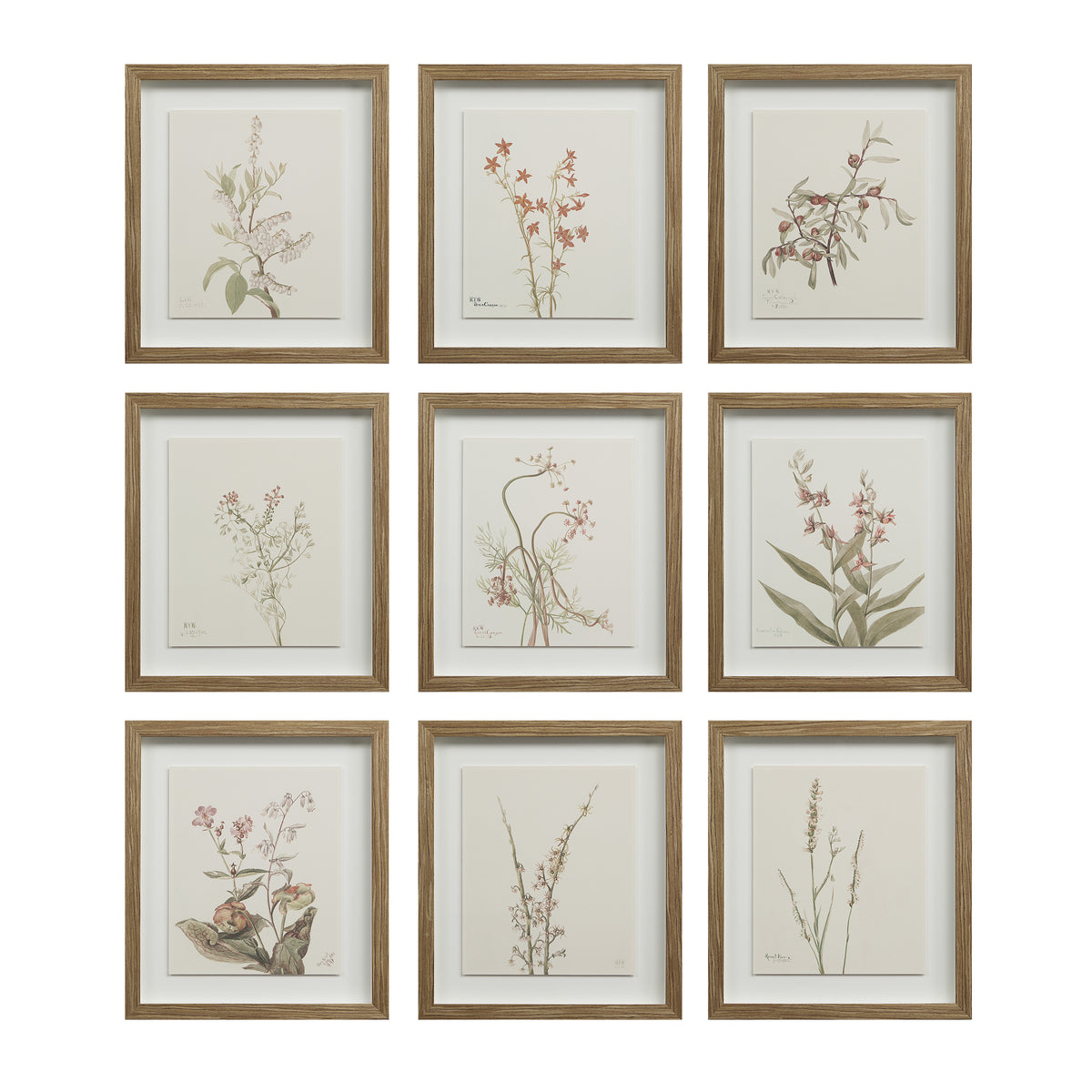 Crema canvas art featuring nine framed botanical illustrations in earthy tones.