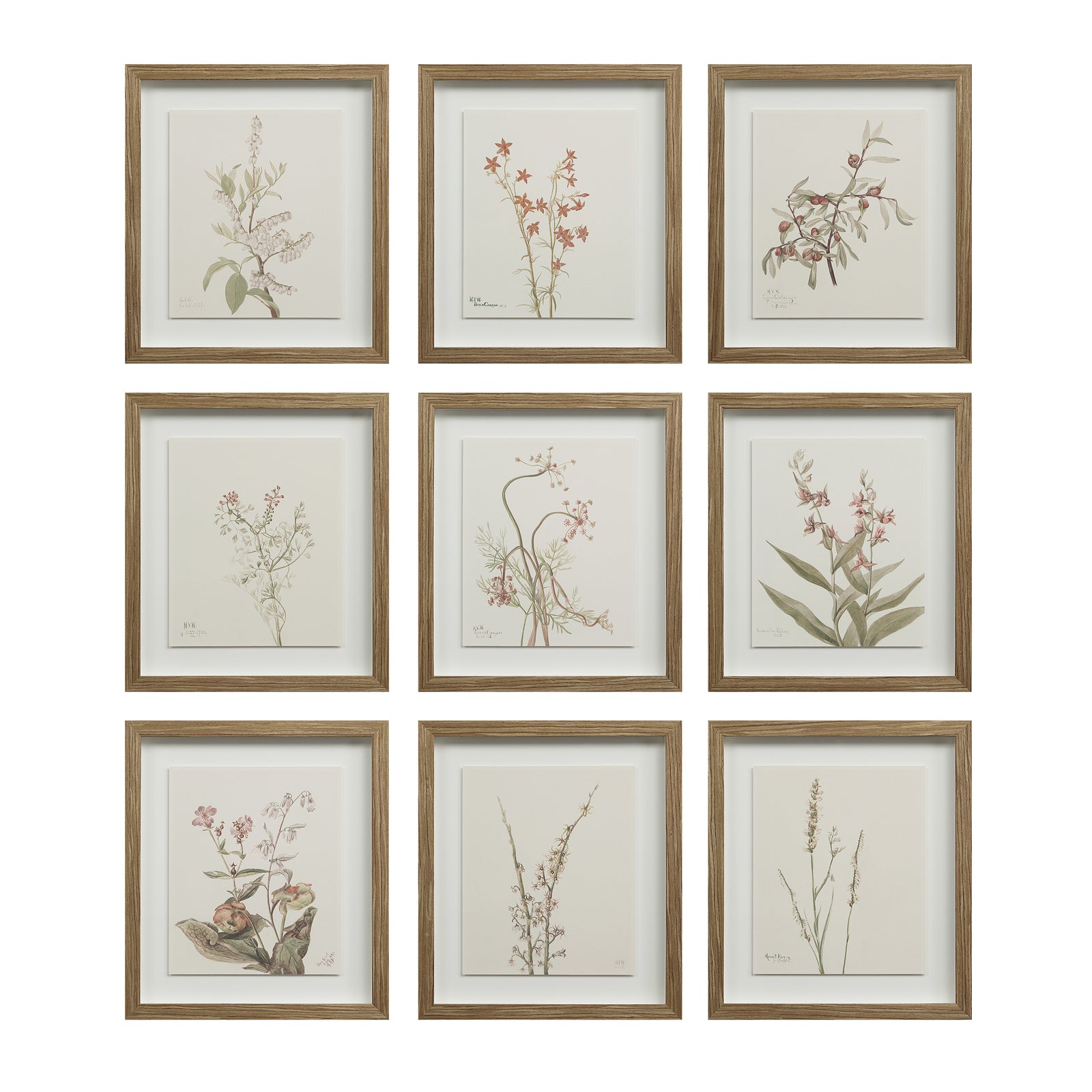 Crema canvas art featuring nine framed botanical illustrations in earthy tones.