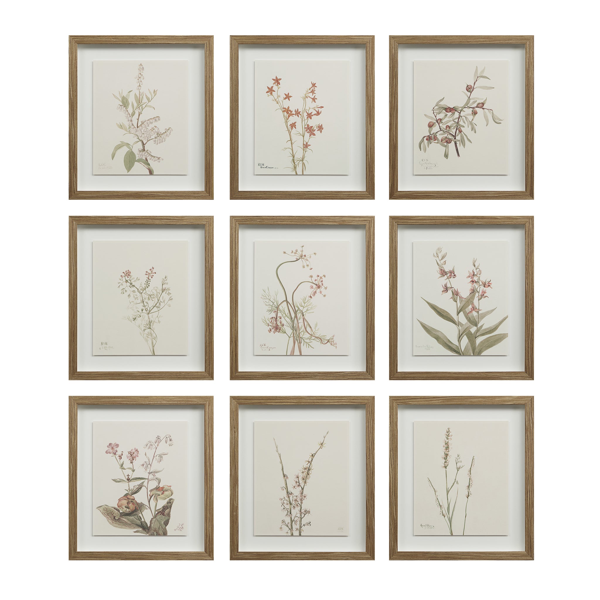 Crema canvas art featuring nine framed botanical illustrations in earthy tones.
