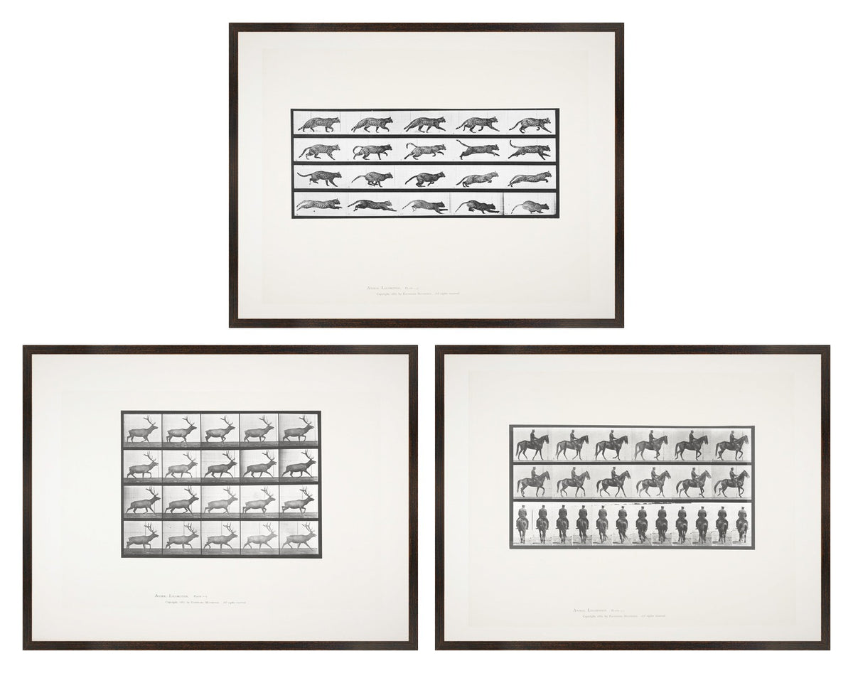 Muybridge Motion Studies Trio Bundle
