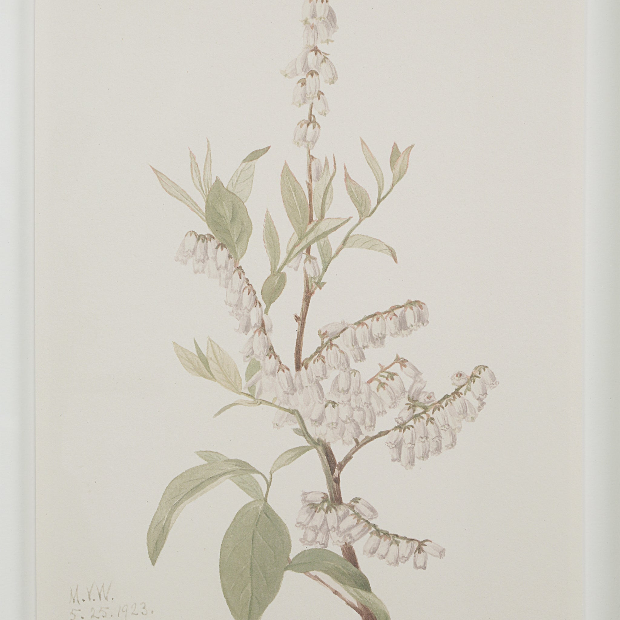 Crema canvas art showcasing a detailed botanical illustration of white flowers and green leaves.