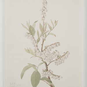 Crema canvas art showcasing a detailed botanical illustration of white flowers and green leaves.