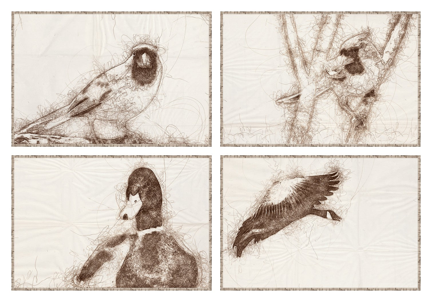 Nature Sketch Bird Quartet Bundle