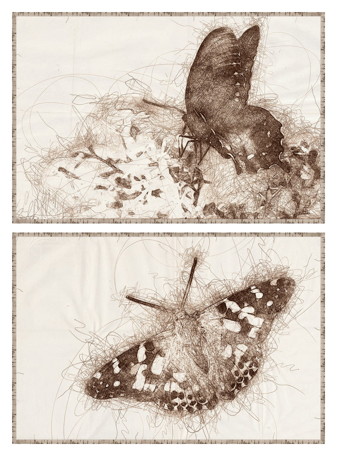 Nature Sketch Butterfly & Moth Pair Bundle