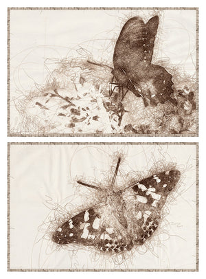 Nature Sketch Butterfly & Moth Pair Bundle