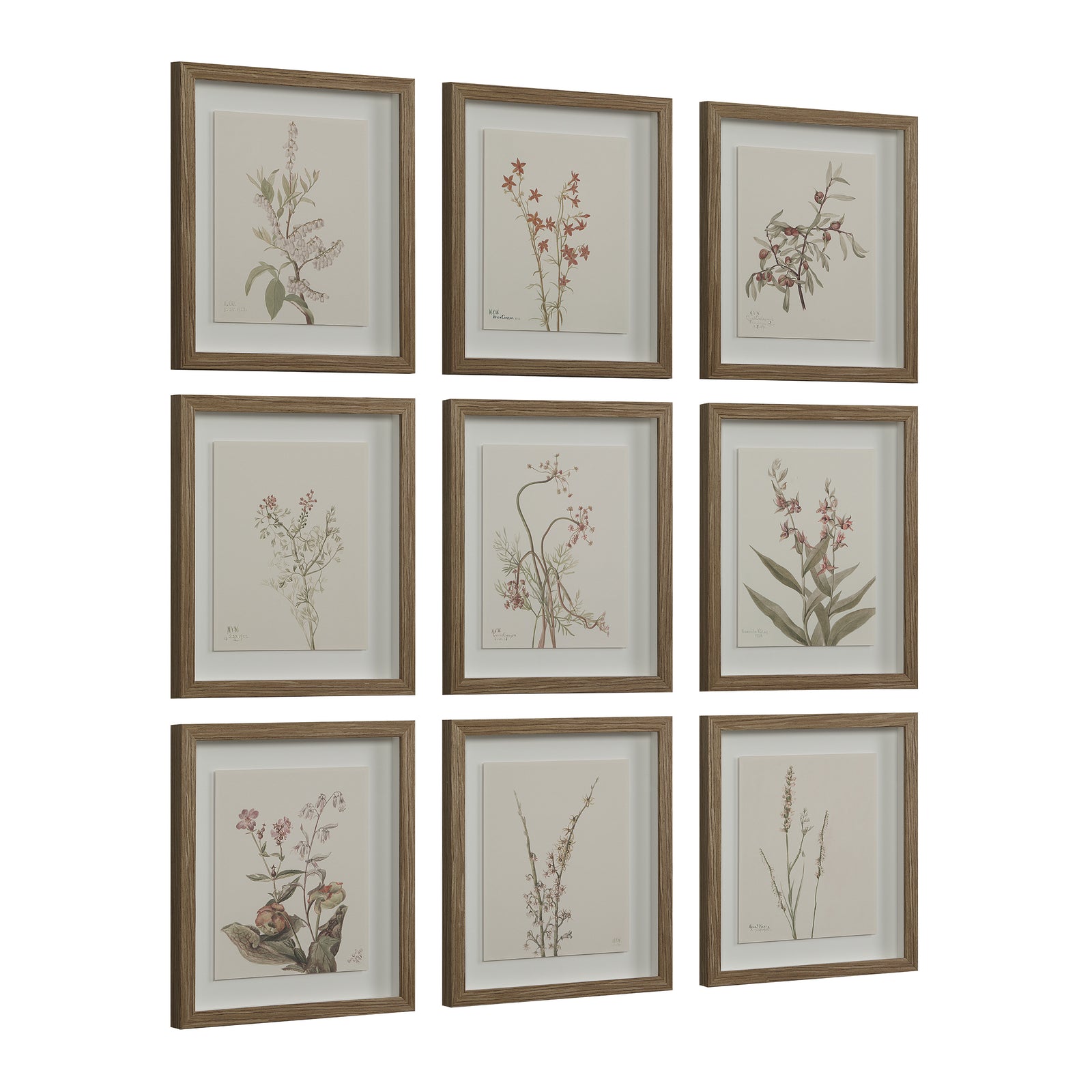 Crema canvas art featuring nine framed botanical illustrations in earthy tones.